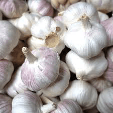 Garlic - Moroleon