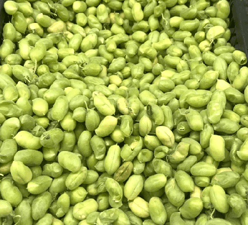 Green Chickpea - Moroleon