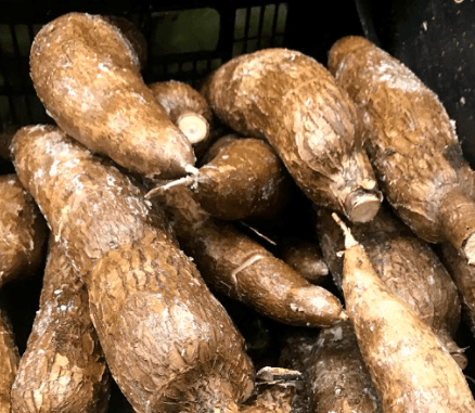 Yuca - Moroleon