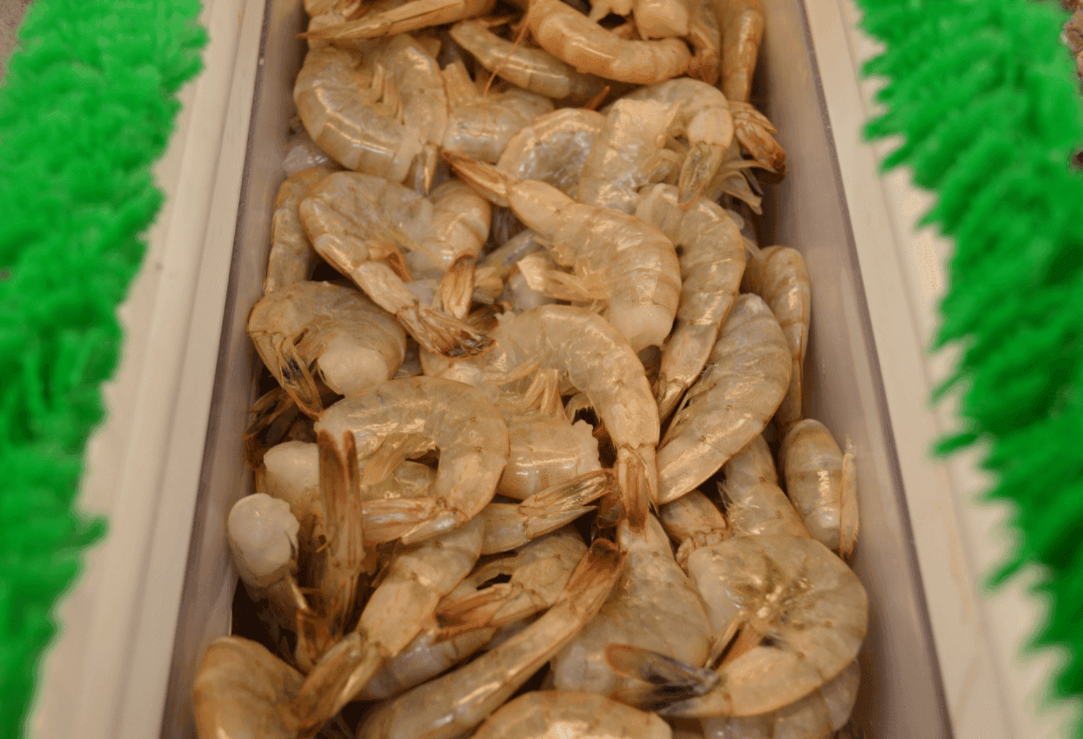 Headless Shrimp - Camarón sin Cabeza