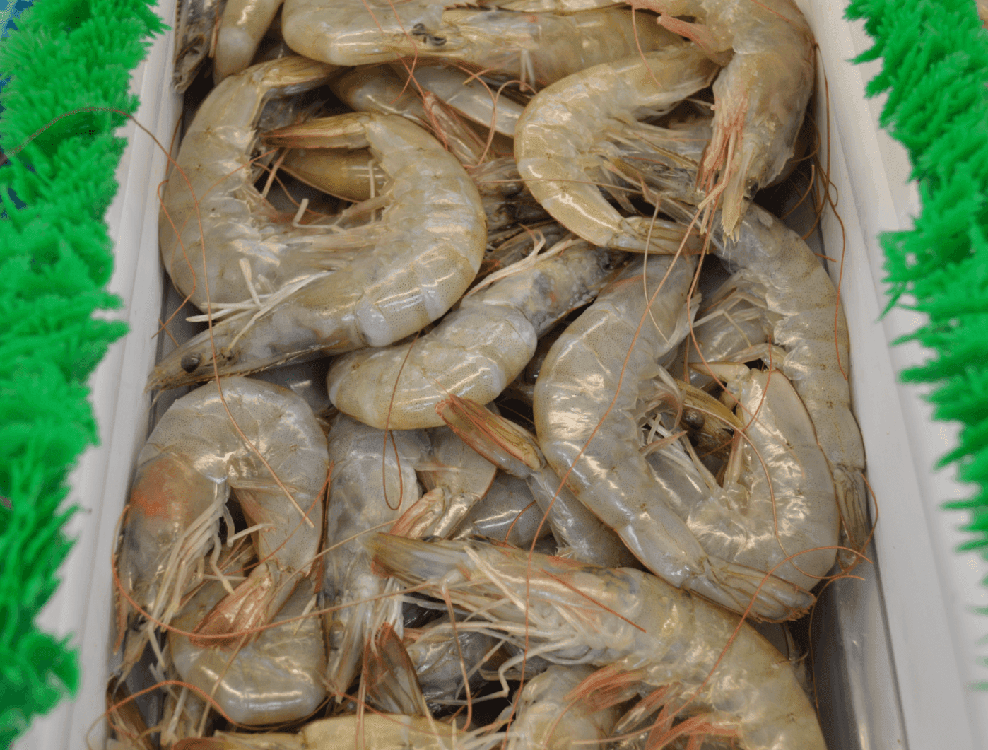 Head-on Shrimp - Camarones con Cabeza